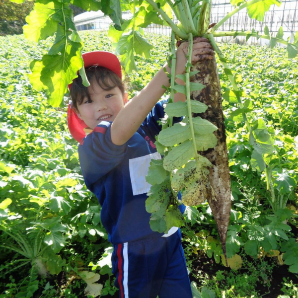 山形市西蔵王高原にて「大根収穫体験」を行いました - ヤマザワ | 山形